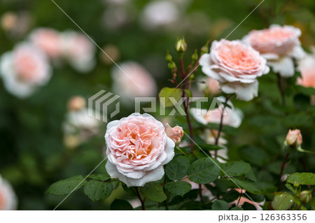 埼玉県狭山市智光山公園　バラ園 126363356