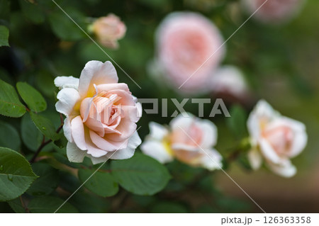埼玉県狭山市智光山公園 バラ園 埼玉県狭山市智光山公園 バラ園 126363358