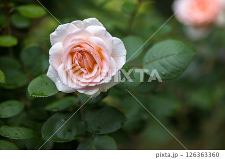 埼玉県狭山市智光山公園　バラ園 126363360