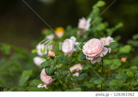 埼玉県狭山市智光山公園 バラ園 埼玉県狭山市智光山公園 バラ園 126363362
