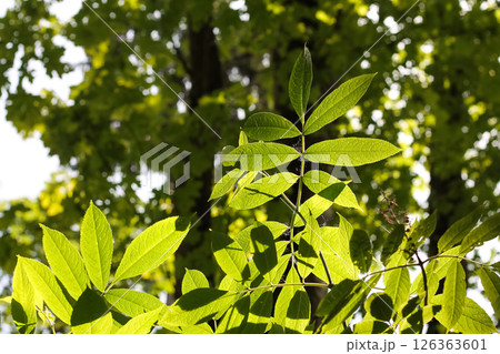 Looking Up At Red Elderberry Foliage Looking Up At Red Elderberry Foliage 126363601
