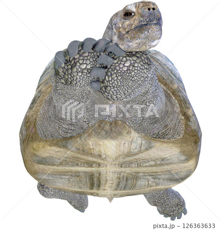 ゾウガメ 126363633