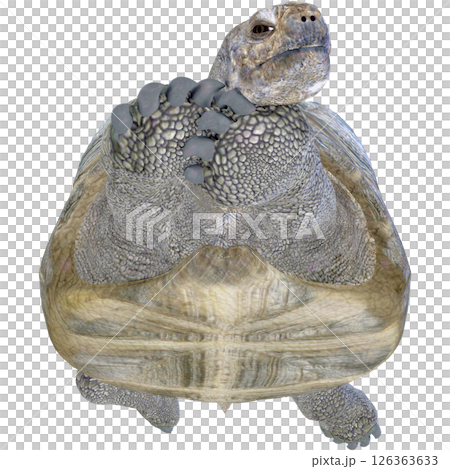 ゾウガメ 126363633