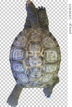 Giant tortoise Giant tortoise 126363635