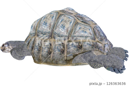 ゾウガメ ゾウガメ 126363636