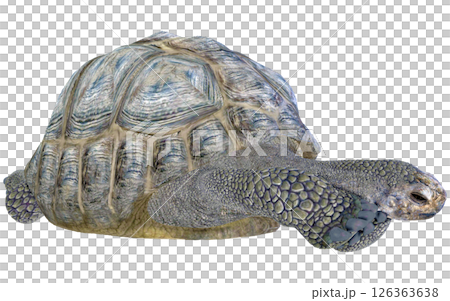 Giant tortoise 126363638