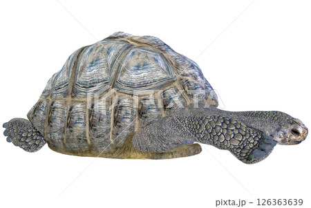 ゾウガメ 126363639