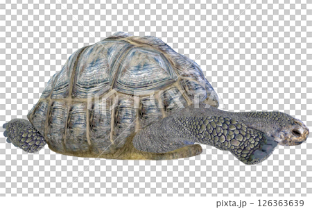 ゾウガメ 126363639