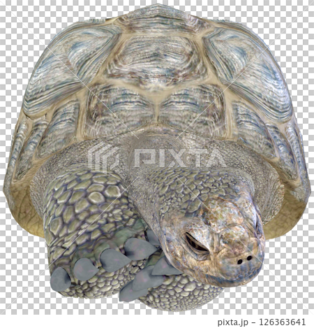 ゾウガメ 126363641