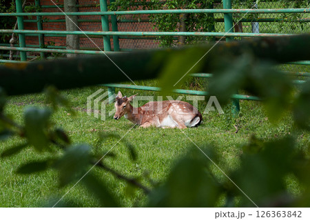 Young deer Fallow (Dama Dama) sitting on the grass behind the fence. Animals in the zoo. A postcard. Young deer Fallow (Dama Dama) sitting on the grass behind the fence. Animals in the zoo. A postcard. 126363842