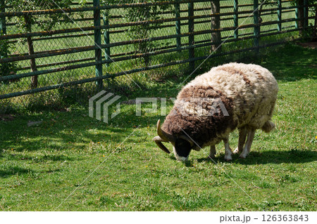 A rare brown and white Jacob's horn sheep with thick curly wool grazes peacefully on a green grassy field inside a fenced enclosure. Image for topics related to agriculture, livestock breeds. A rare brown and white Jacob's horn sheep with thick curly wool grazes peacefully on a green grassy field inside a fenced enclosure. Image for topics related to agriculture, livestock breeds. 126363843
