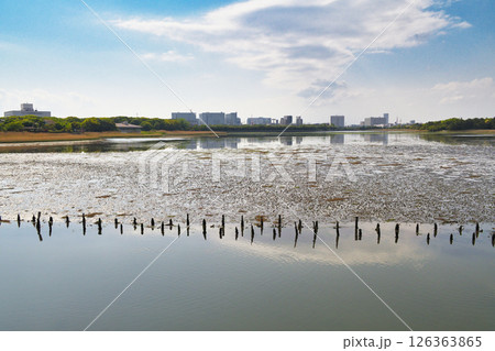 谷津干潟（千葉県習志野市） 126363865