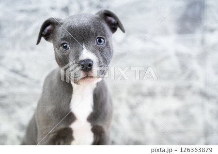 Portrait of cute blue puppy close-up, purebred dog English Staffordshire Bull Terrier, Staffy and concept of obedience and training of pets, caring for a pet 126363879