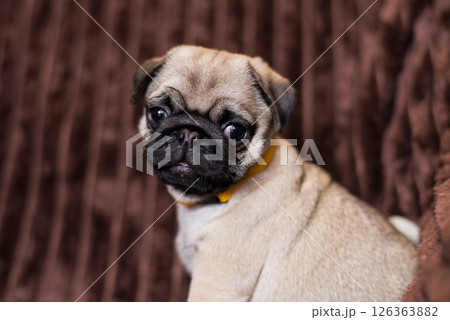 Pedigree pug puppy portrait, cute purebred fawn pet, animal care, dog training and obedience, veterinary concept 126363882