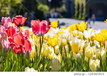 公園に咲く赤と黄色のチューリップ 126363913