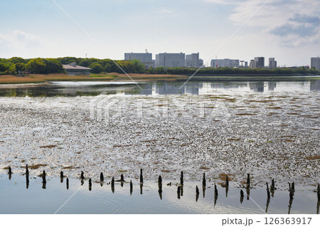 谷津干潟(千葉県習志野市) 谷津干潟(千葉県習志野市) 126363917