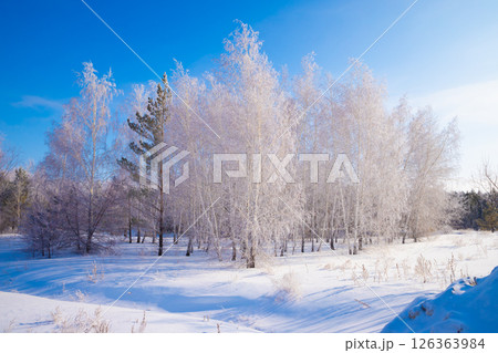A tranquil winter landscape with frosted trees and a snowy field under a clear blue sky A tranquil winter landscape with frosted trees and a snowy field under a clear blue sky 126363984