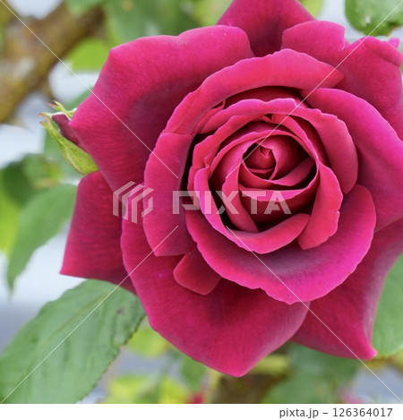 魅力的な赤いバラ　クローズアップ 126364017