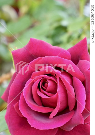 魅力的な赤いバラ　クローズアップ 126364019