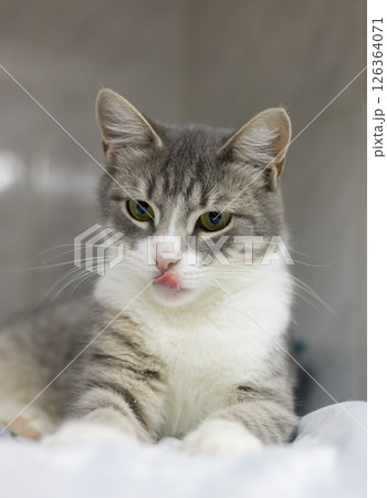 Vertical. A grey and white kitten lies down with his tongue hanging out in a veterinary clinic, relaxing and recovering from a recent visit or surgery, showing off his adorable charm. Vertical. A grey and white kitten lies down with his tongue hanging out in a veterinary clinic, relaxing and recovering from a recent visit or surgery, showing off his adorable charm. 126364071