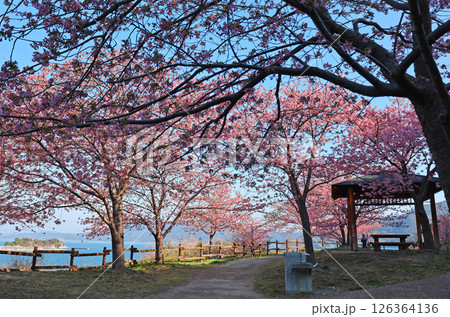 河津桜(上関) 河津桜(上関) 126364136