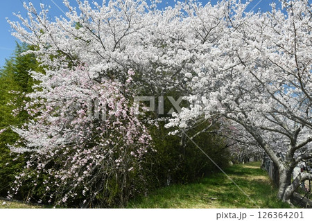 桜のトンネル 桜のトンネル 126364201