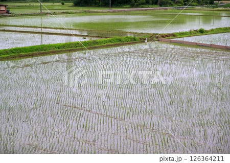 水田の風景 126364211