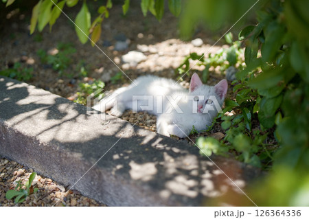 5月、すくすく育つ白い仔猫 5月、すくすく育つ白い仔猫 126364336