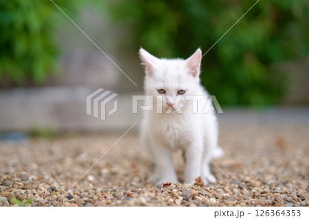 5月、すくすく育つ白い仔猫 126364353