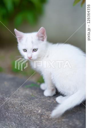 5月、すくすく育つ白い仔猫 5月、すくすく育つ白い仔猫 126364356