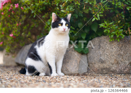 5月、リラックスする野良猫 5月、リラックスする野良猫 126364466