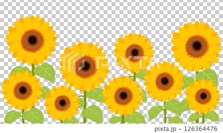 矢量圖的許多向日葵排成一排 126364476