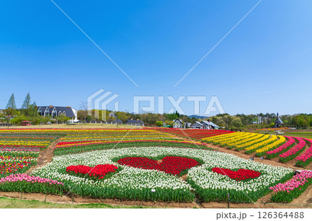 ひるがの高原 牧歌の里、満開のチューリップ〈岐阜県郡上市〉 ひるがの高原 牧歌の里、満開のチューリップ〈岐阜県郡上市〉 126364488