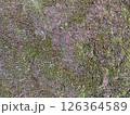 苔のテクスチャー 126364589