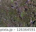 苔のテクスチャー 126364591