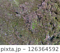 苔のテクスチャー 126364592