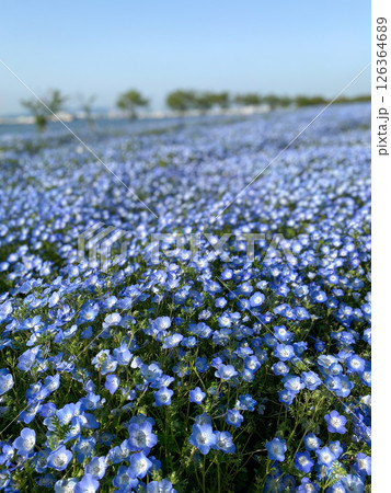 ネモフィラの花が咲き誇る丘 ネモフィラの花が咲き誇る丘 126364689