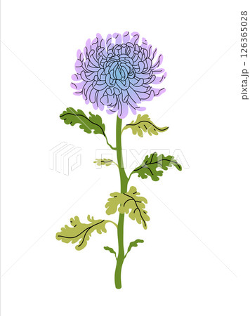 Chrysanthemum lilac flower with green leaves on white background. Perfect for floral designs, invitations, and prints. Elegant Vector flat illustration. Chrysanthemum lilac flower with green leaves on white background. Perfect for floral designs, invitations, and prints. Elegant Vector flat illustration. 126365028