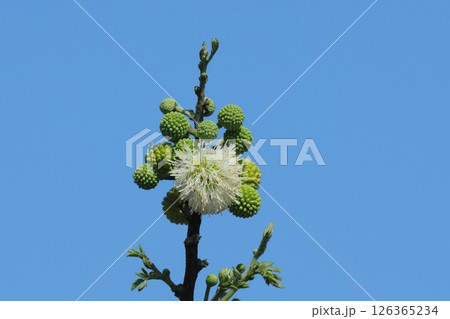 青空とギンネムの花とツボミ 126365234