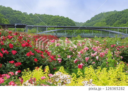 春ばら満開の ぎふワールド・ローズガーデン 126365282