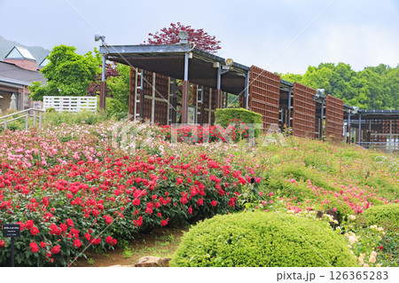 春ばら満開の ぎふワールド・ローズガーデン 126365283