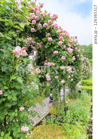 春ばら満開の ぎふワールド・ローズガーデン 126365317