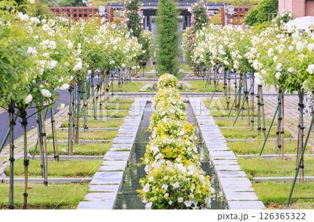 春ばら満開の ぎふワールド・ローズガーデン 126365322