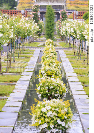 春ばら満開の ぎふワールド・ローズガーデン 126365323