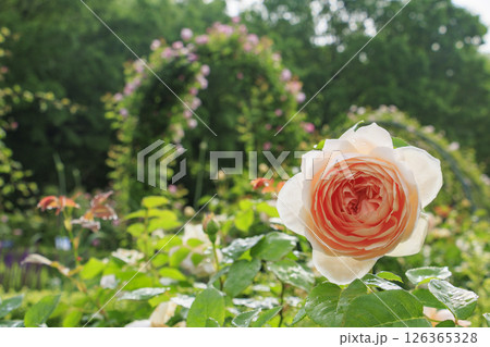 春ばら満開の ぎふワールド・ローズガーデン 126365328