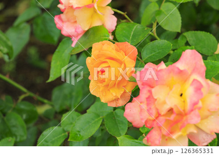 春ばら満開の ぎふワールド・ローズガーデン 春ばら満開の ぎふワールド・ローズガーデン 126365331