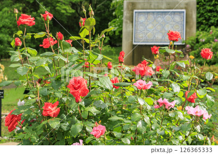 春ばら満開の ぎふワールド・ローズガーデン 126365333