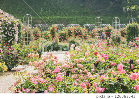 春ばら満開の ぎふワールド・ローズガーデン 126365343