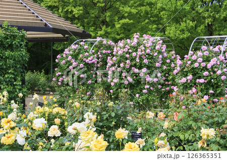 春ばら満開の ぎふワールド・ローズガーデン 126365351