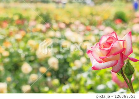 春ばら満開の ぎふワールド・ローズガーデン 126365353